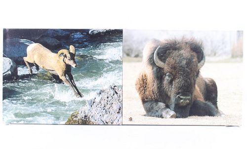 Montana Buffalo & Mountain Goat Canvas Photos