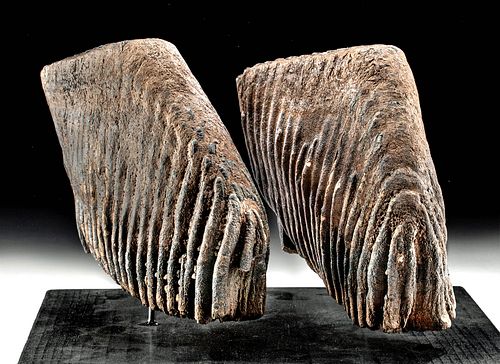 Huge Matched Pair of Woolly Mammoth Molars - Rare!