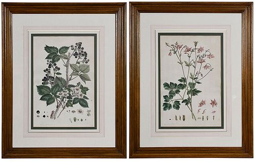 Two Botanical Engravings