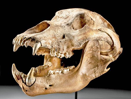 Fossilized Pleistocene Cave Bear Skull
