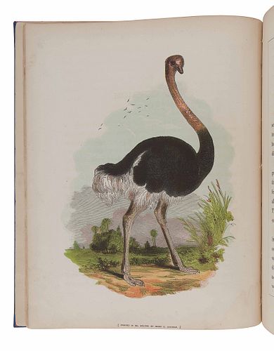 ASHMEAD, Henry B. The Illustrated Book of Natural History. Philadelphia: Ashmead & Evans, 1859.  