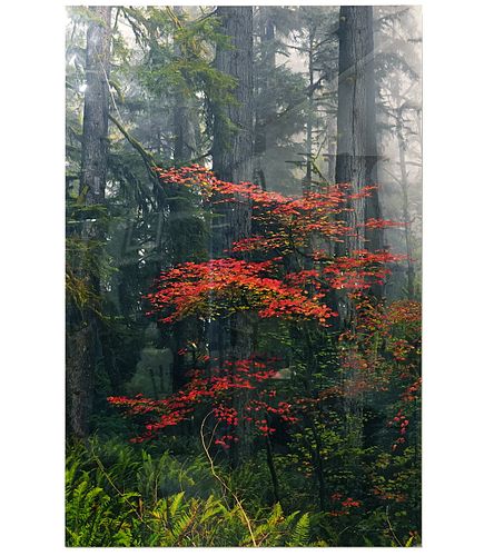 Large Peter Lik 'Splash of Red' Color Photograph
