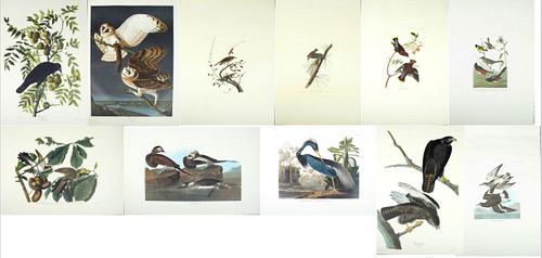 John James Audubon (1785-1851), Group of Eleven Prints, consisting of "Barn Owl," No. 35, Plate 171, Amsterdam ed.; "American Crow,"...