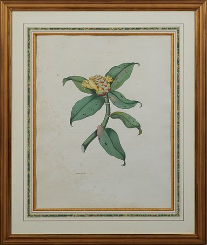 English School, "Costus Spicatus," 19th c., colored print, presented in a gilt frame with a marbled mat, H.- 20 1/2 in., W.- 16 in.
