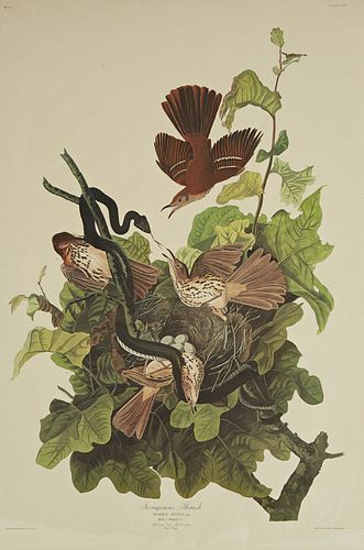 John James Audubon (1785-1851), "Ferriginous Thrush," No. 24, Plate 116, Amsterdam edition, plastic wrapped, H.- 39 1/2 in., W.- 26...