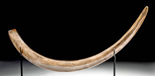 Slender Female Fossilized Mammoth Tusk
