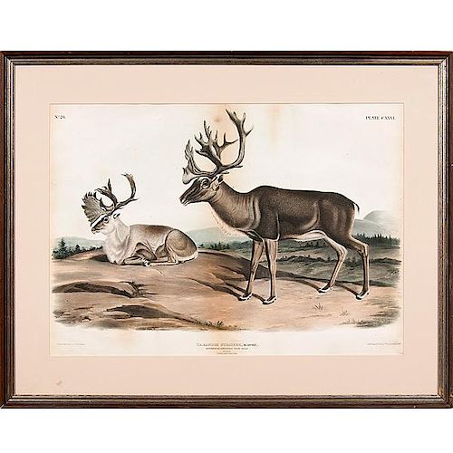 Audubon Prints, Caribou, or American Rein-Deer and Say's Marmot Squirrel, Bowen Edition 