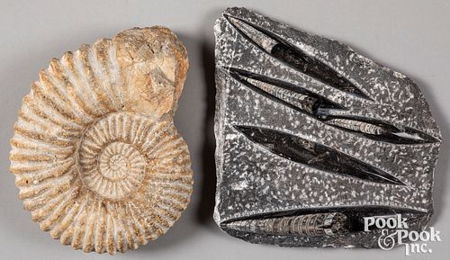 Fossilized Mesozoic ammonite
