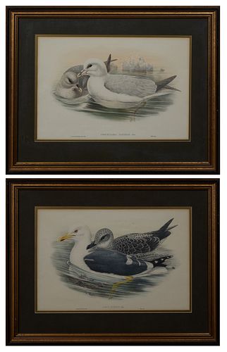 J. Gould (1804-1881, English) and H. C. Richter (1821-1902, English), "Larus Fuscus," and "Procelaria Gracialis," 20th c., pairt of colored bird print