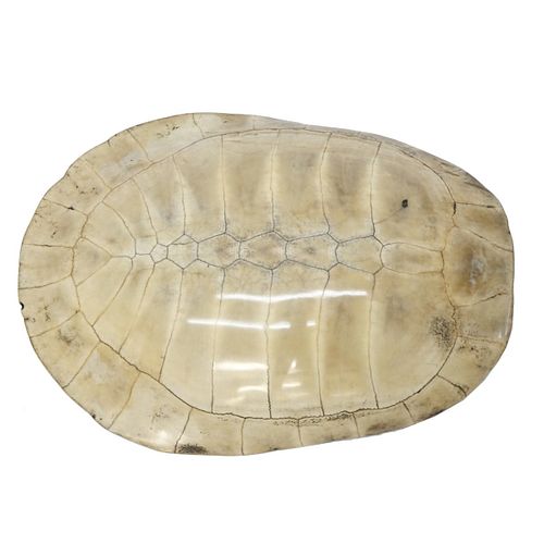 19/20th C. Blonde Turtle Shell