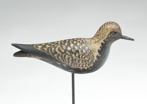 Rare and large black bellied plover, Elmer Crowell, East Harwich, Massachusetts, circa 1910.