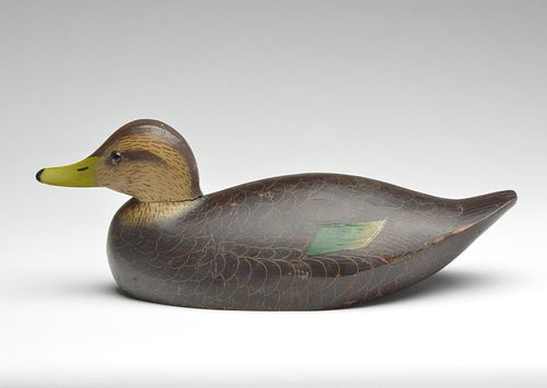 Rare black duck, Lloyd Sterling, Crisfield, Maryland.