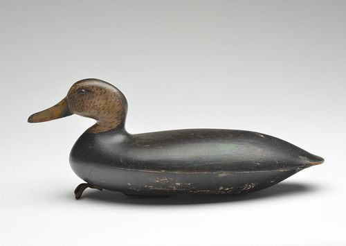 Black duck, John Blair Sr., Philadelphia, Pennsylvania, last quarter 19th century.