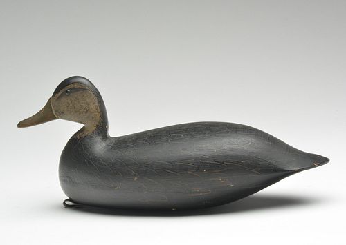 Fine black duck, Harry M. Shourds, Ocean City, New Jersey, 1st quarter 20th century.