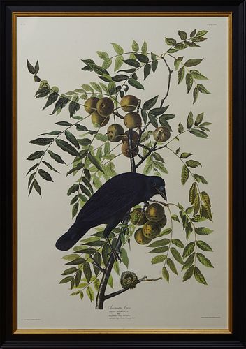 John James Audubon (1785-1851), "American Crow," No 32, Plate 156, Amsterdam edition, presented in a reeded ebonized frame with a gilt liner, H.- 38 3