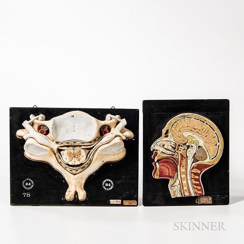 Two Early Hand-painted Plaster Anatomy Cross-sections, both mounted to wooden boards, pelvis with stamp reading "University of Oklahoma