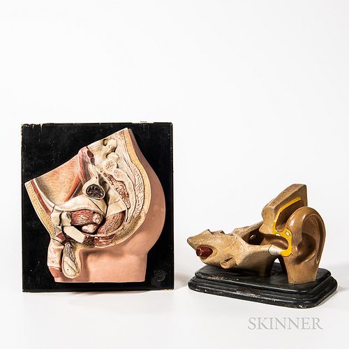 Two 20th Century Anatomical Models, hand-painted plaster didactic model of a groin, and an early hand-painted hard rubber model of an e