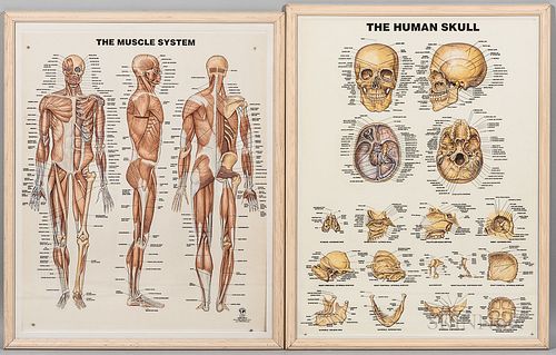 Two Original Hand-painted Anatomical & Visual Aids with Overlays, paintings by D. Lee, c. 1986, framed paintings of the muscular system