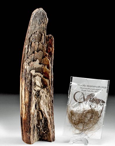 Fossilized Mammoth Tusk Fragment & Hair