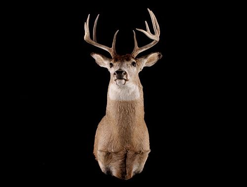 Montana 5 x 5 Trophy White Tail Deer Mount