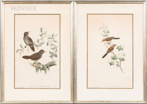 Four J. Gould & H.C. Richter Hand-colored Ornithological Lithographs: Accentor Nipalensis, Calothorax Calliope, Staphida Torqueola, and
