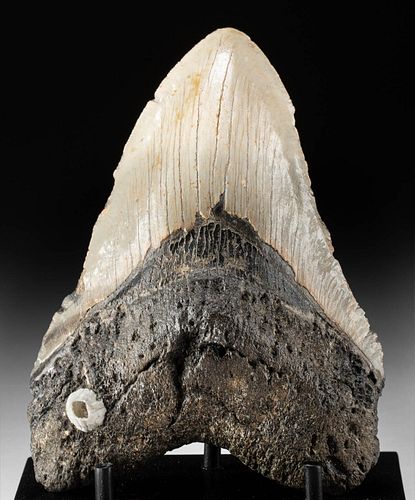 Fossilized Megalodon Tooth w/ Barnacle