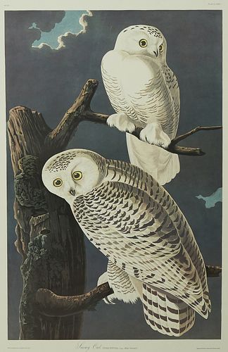 John James Audubon (1785-1851), "Snowy Owl," No. 25, Plate 121, Amsterdam edition, presented in a gilt and ebonized frame, H.- 39 in., W.- 26 in