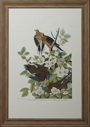 John James Audubon (1785-1851), "Carolina Turtle Dove," No 4, Plate 17, Amsterdam edition, presented in a wide distressed frame, H.- 38 1/2 in., W.- 2