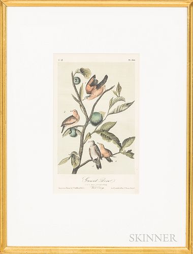 Five Framed Hand-colored Bird Engravings After Audubon, ht. 17, wd. 13 in.