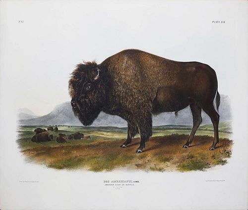 American Bison or Buffalo Pl. LVI