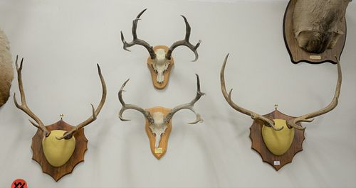 Group of European mounts from deer and elk along with a mule-deer shoulder mount, sizes vary.