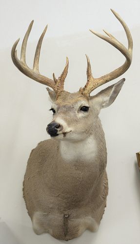 Pair of shoulder mounted whitetail deer, 9 and 10 point bucks.