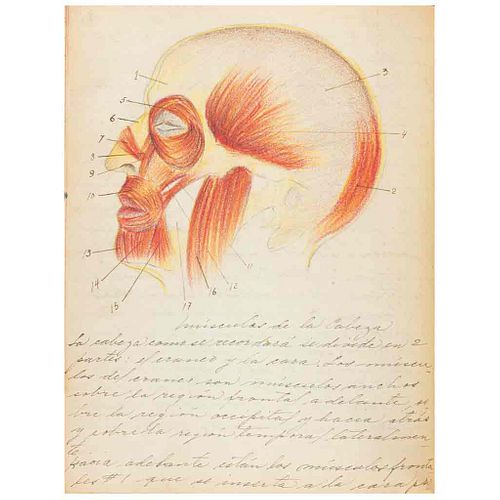 Anónimo. Anatomia / Anatomía Comparada. Manuscritos. Principios del Siglo XX. Ilustrado, dibujos a lápiz.