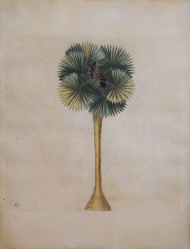 Mark Catesby (ca. 1679-1749) - Plate 84 (Cabbage Palm)