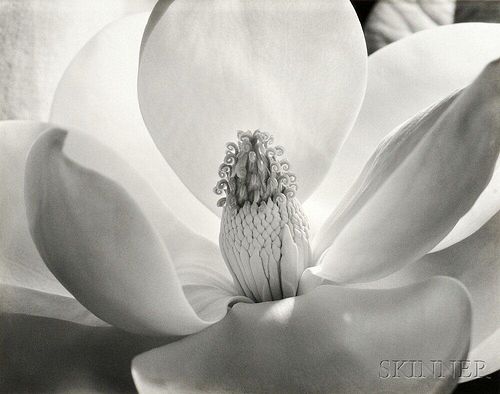 Imogen Cunningham (American, 1883-1976)      Magnolia Blossom