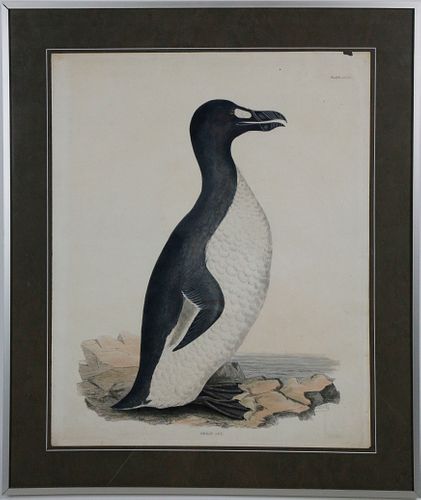 Prideaux John Selby 19th Century Color Engraving, "Great Auk", Plate LXXXII, circa 1830