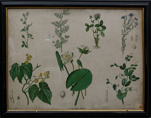 Botanical Specimens Framed Chromolithograph