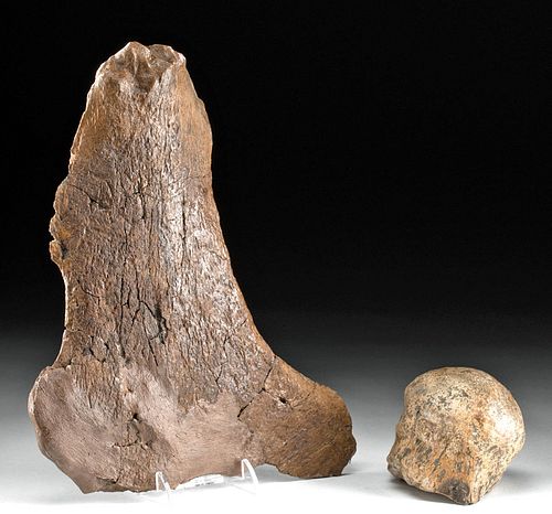 Late Cretaceous Triceratops Ball Socket + Jugal Fossil