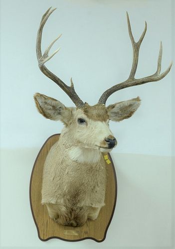 Large Montana deer mount
