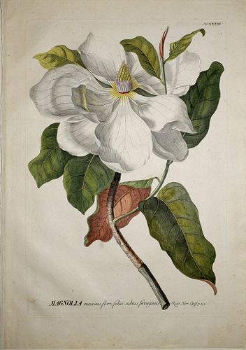 Georg Ehret (1708-1770) - Magnolia, Tab XXXIII