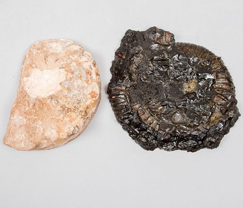 Lote de 2 fósiles de nautilus. Siglo XX. En piedra y pirita. 2.5 x 21 x 17.5 cm