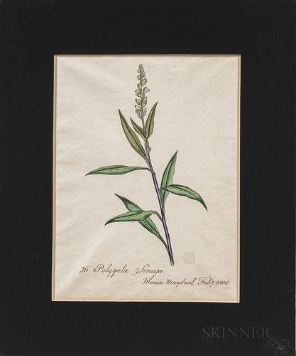 European and American Schools, 19th/20th Century, Twelve Botanical Watercolors: Seven Chrysanthemums, a Polygala Senega, a Tulip, a Nas