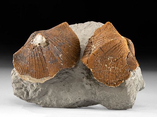 2 Paleozoic Brachiopod Fossils on Shale