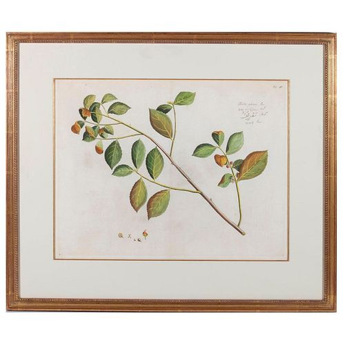 Botanic plate 'Tinda-parua' Mark Catesby (1683-1749)