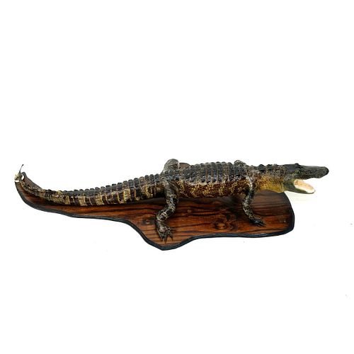 Full Alligator Taxidermy