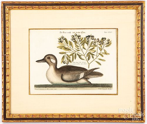 Pair of Mark Catesby duck engravings