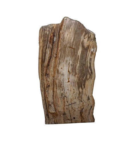 Petrified Wood Slab  32" W x 15" H x 2.5" thick