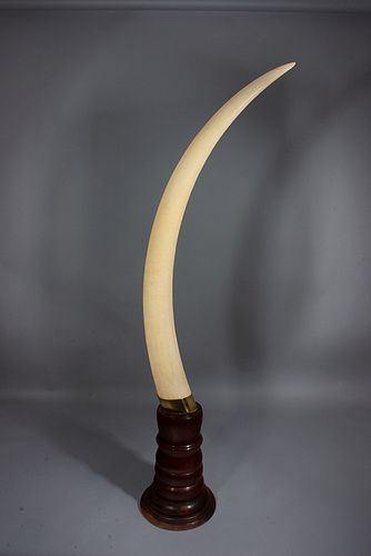 Colmillo de elefante engastado en latón sobre peana de madera del siglo XX. Se adjunta Cites.