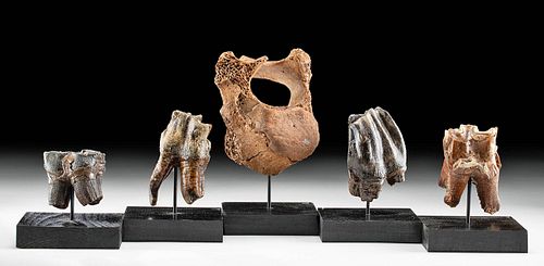 Four Pleistocene Woolly Rhino Teeth & Walrus Vertebra