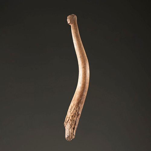 A Large Antler Flaking Tool, 8 in.